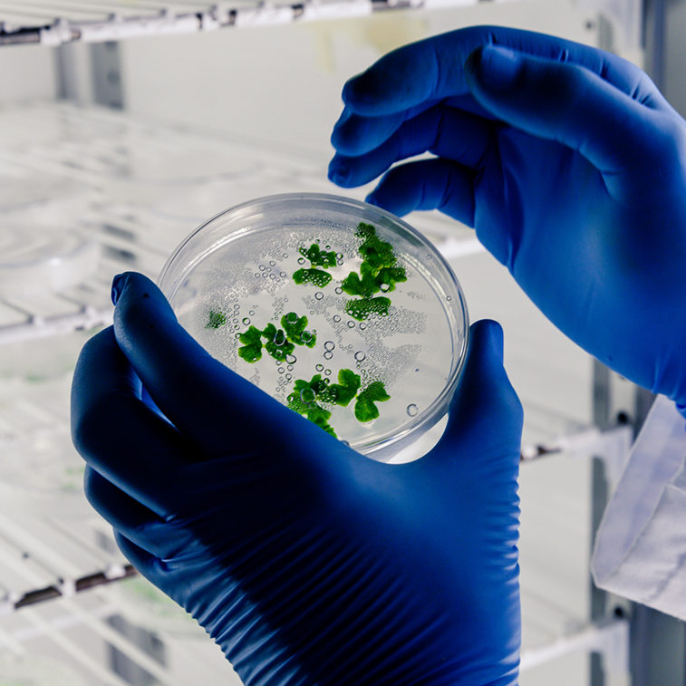 Doctorado en Biotecnología y Bioproducción Sustentable